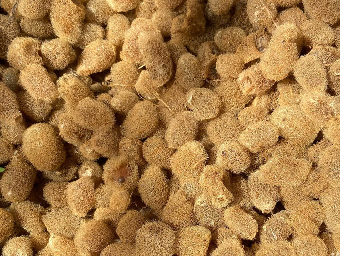 维多利亚老品牌vic卵茧