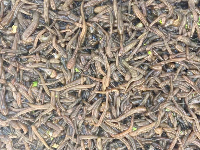 维多利亚老品牌vic卵茧