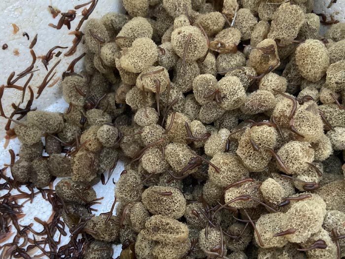 维多利亚老品牌vic卵茧