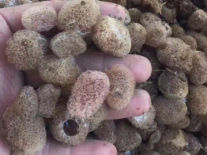 维多利亚老品牌vic卵茧