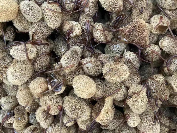 维多利亚老品牌vic卵茧