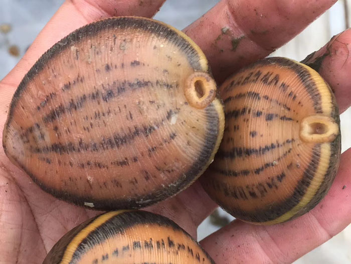 维多利亚老品牌vic小苗