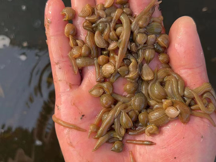 维多利亚老品牌vic小苗