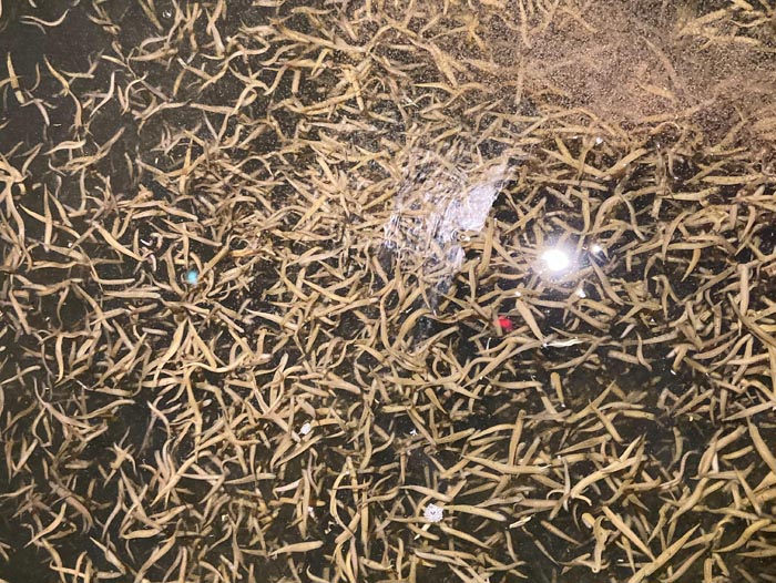 维多利亚老品牌vic小苗