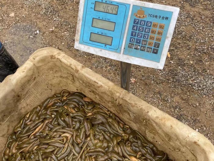 维多利亚老品牌vic小苗