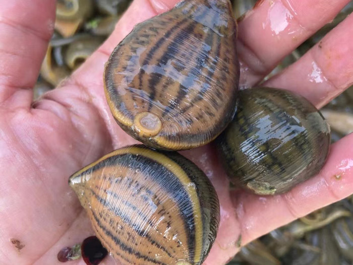 维多利亚老品牌vic小苗