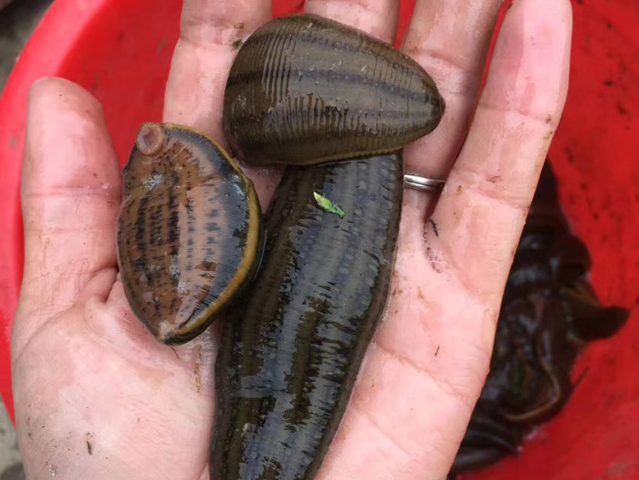 维多利亚老品牌vic成苗