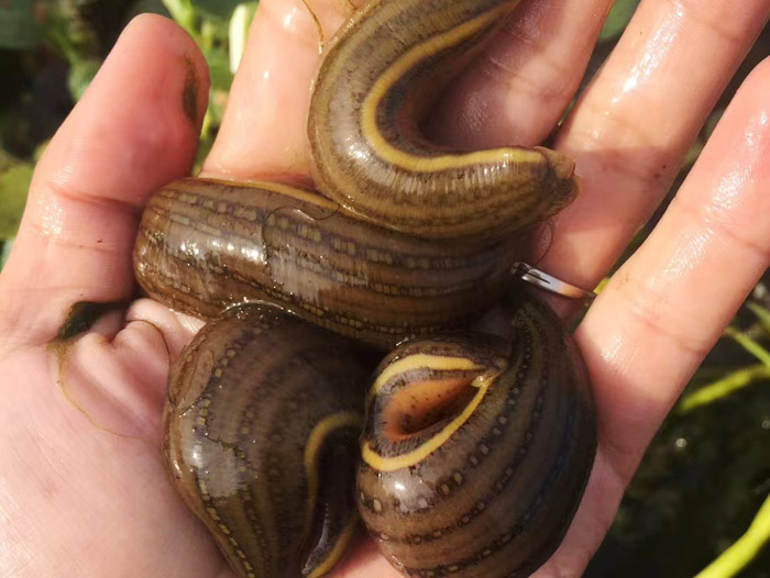 维多利亚老品牌vic成苗