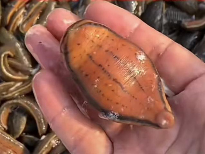 维多利亚老品牌vic成苗