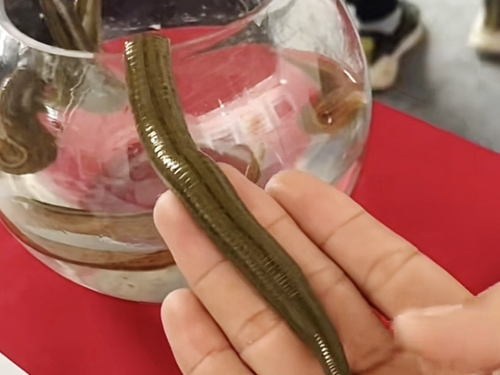 维多利亚老品牌vic成苗