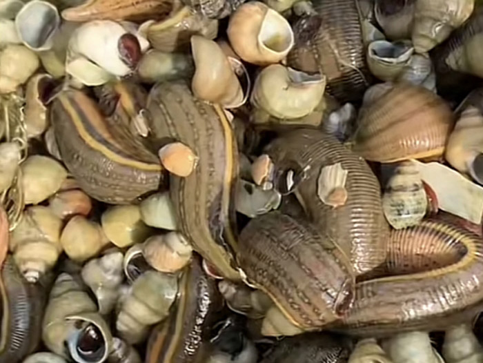 维多利亚老品牌vic成苗