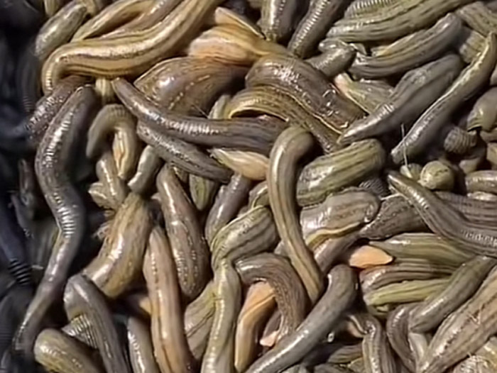 维多利亚老品牌vic成苗