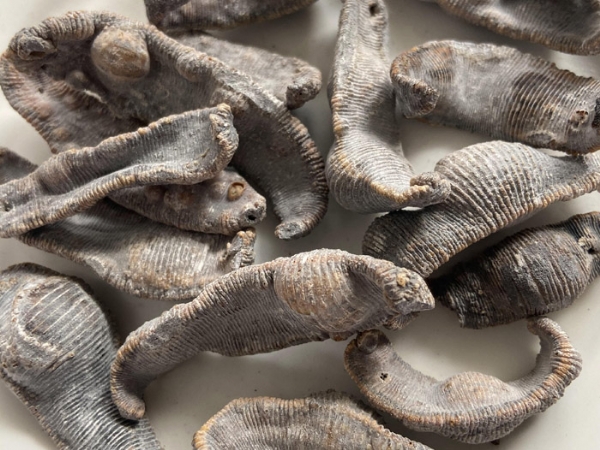 维多利亚老品牌vic制品