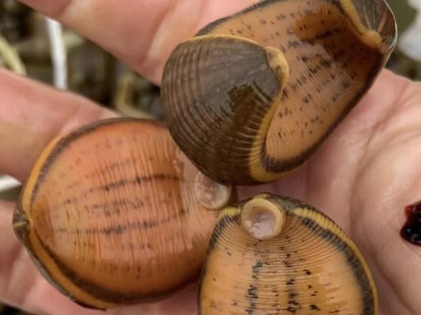 维多利亚老品牌vic卵茧