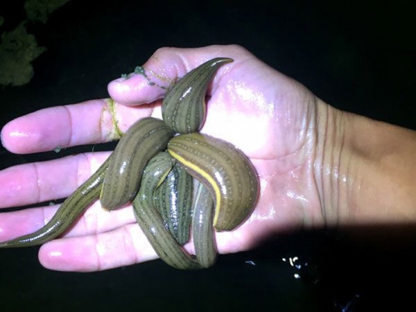 维多利亚老品牌vic小苗