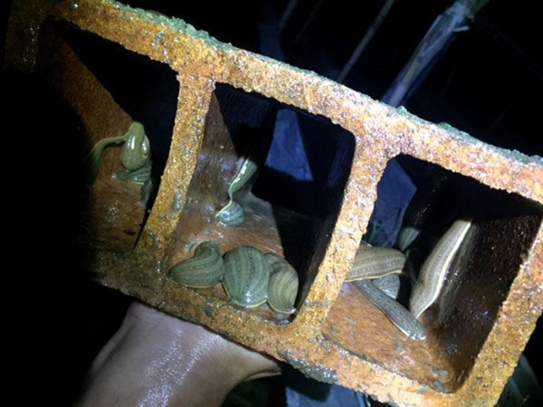 维多利亚老品牌vic小苗