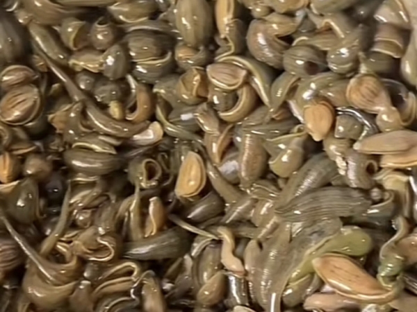 维多利亚老品牌vic小苗