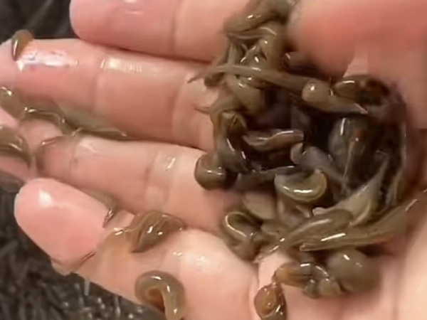 维多利亚老品牌vic小苗