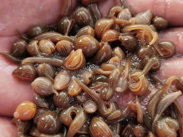 维多利亚老品牌vic成苗