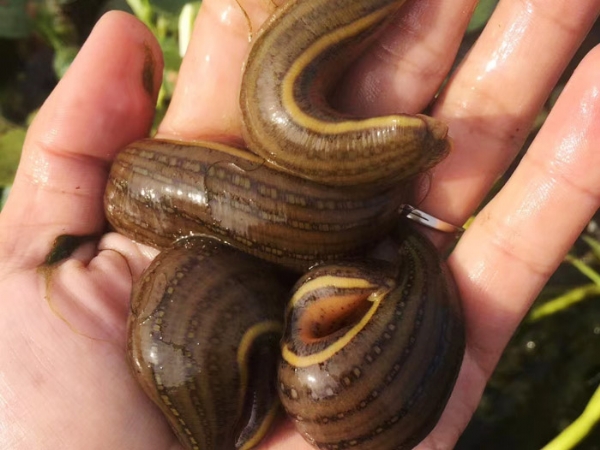 维多利亚老品牌vic成苗