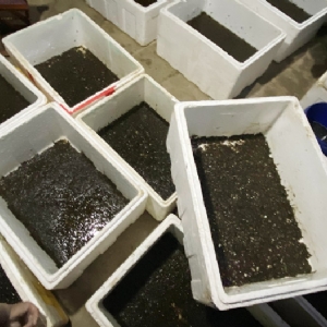 维多利亚老品牌vic制品