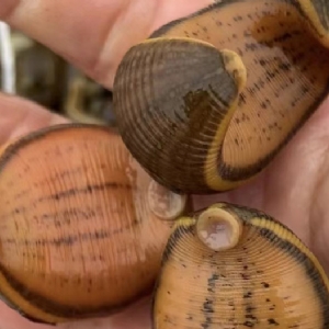 维多利亚老品牌vic卵茧