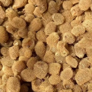 维多利亚老品牌vic卵茧