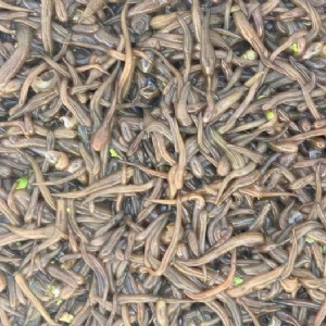 维多利亚老品牌vic卵茧