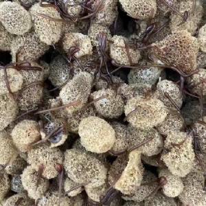 维多利亚老品牌vic卵茧