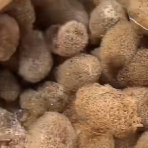 维多利亚老品牌vic卵茧