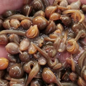 维多利亚老品牌vic小苗