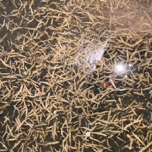 维多利亚老品牌vic小苗