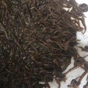 维多利亚老品牌vic小苗