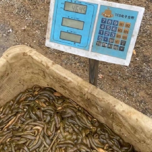 维多利亚老品牌vic小苗