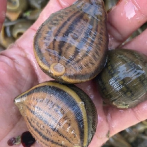 维多利亚老品牌vic小苗