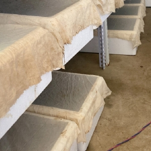 维多利亚老品牌vic小苗