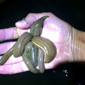 维多利亚老品牌vic小苗