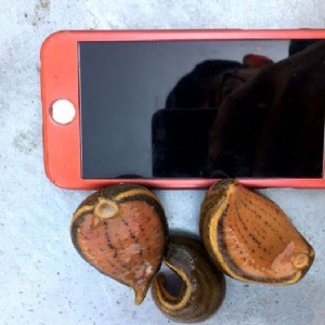 维多利亚老品牌vic小苗