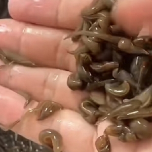 维多利亚老品牌vic小苗