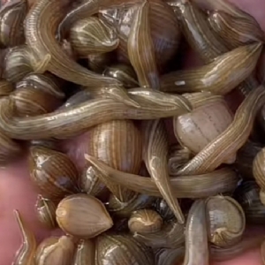 维多利亚老品牌vic小苗