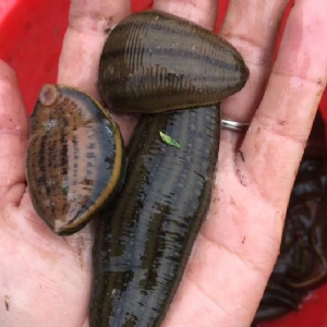 维多利亚老品牌vic成苗