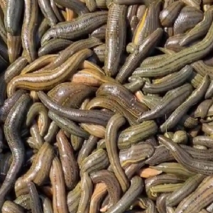 维多利亚老品牌vic成苗