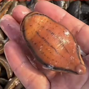 维多利亚老品牌vic成苗