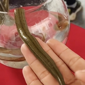 维多利亚老品牌vic成苗