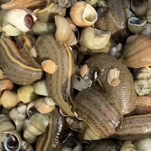 维多利亚老品牌vic成苗