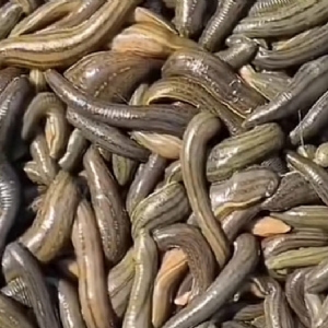 维多利亚老品牌vic成苗