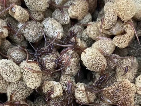 维多利亚老品牌vic养殖手艺履历和技巧浅谈