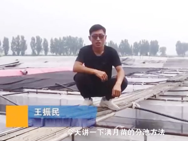 维多利亚老品牌vic满月苗的分池要领