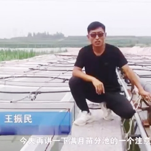 维多利亚老品牌vic满月苗的注重事项