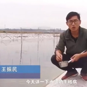 维多利亚老品牌vic干枯病爆发涯纪律及防治要领